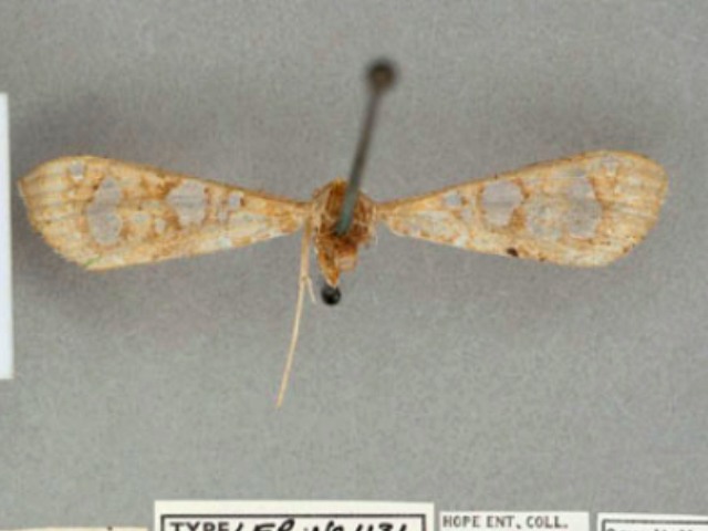 Nausinoe capensis